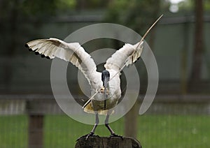 Australian White Ibis (Threskiornis molucca) collecting nesting material
