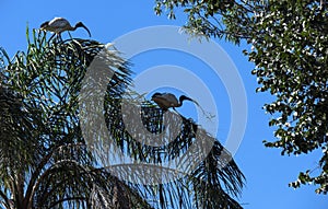 An Australian White Ibis (Threskiornis molucca) collecting nesting material in Sydney