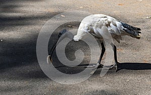 Australian White Ibis (Threskiornis molucca) collects eatable