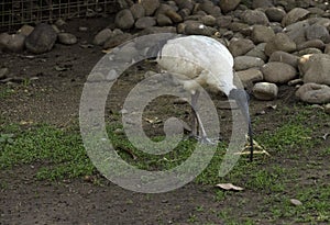 An Australian White Ibis (Threskiornis molucca) collects nesting material