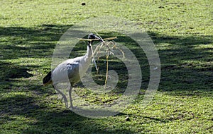 An Australian White Ibis (Threskiornis molucca) collects nesting material