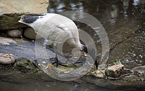 An Australian White Ibis (Threskiornis molucca) drinking water