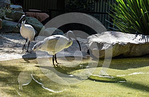 Australian White Ibis (Threskiornis molucca) drinks water