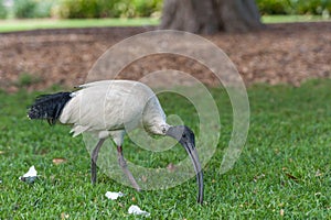 Australian white ibis. Threskiornis molucca. Eating Grass in Sydney Park, Australia.