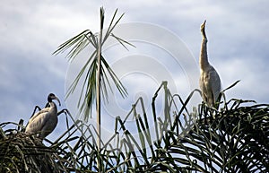 An Australian White Ibis (Threskiornis molucca) and an Egret (Ardea alba) on a tree