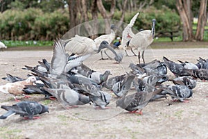 Australian white ibis. Threskiornis molucca. Feeding Dove in Sydney park with rice. Australia