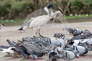Australian white ibis. Threskiornis molucca. Feeding Dove in Sydney park with rice. Australia photo
