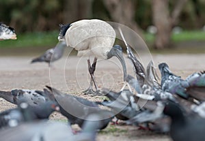 Australian white ibis. Threskiornis molucca. Feeding Dove in Sydney park with rice. Australia photo