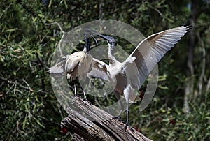 Australian White Ibis (Threskiornis molucca) feeding a juvenile white Ibis