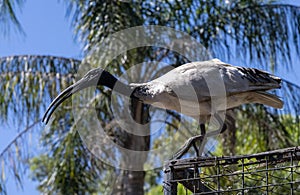 Australian White Ibis (Threskiornis molucca) on a fence