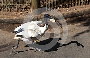 An Australian White Ibis (Threskiornis molucca) finds eatable in Sydney, NSW, Australia