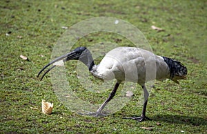 An Australian White Ibis (Threskiornis molucca) finds food in Sydney