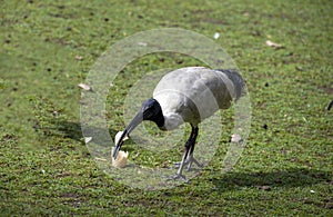 An Australian White Ibis (Threskiornis molucca) finds food in Sydney