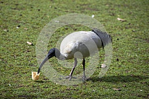 An Australian White Ibis (Threskiornis molucca) finds food in Sydney