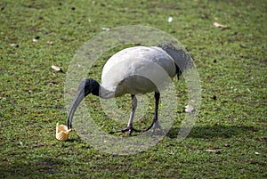 An Australian White Ibis (Threskiornis molucca) finds food in Sydney