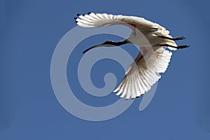 An Australian White Ibis (Threskiornis molucca) in flight