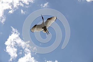 An Australian White Ibis (Threskiornis molucca) in flight