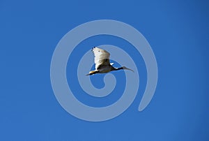 Australian White Ibis (Threskiornis molucca) in flight in Sydney