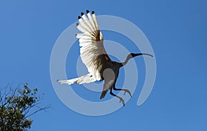An Australian White Ibis (Threskiornis molucca) in flight in Sydney
