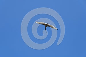 An Australian White Ibis (Threskiornis molucca) in flight in Sydney