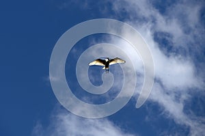 An Australian White Ibis (Threskiornis molucca) in flight in Sydney