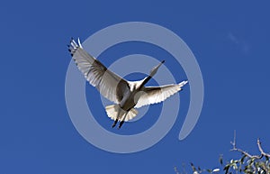 An Australian White Ibis (Threskiornis molucca) in flight in Sydney