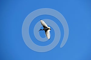 An Australian White Ibis (Threskiornis molucca) flying in the sky