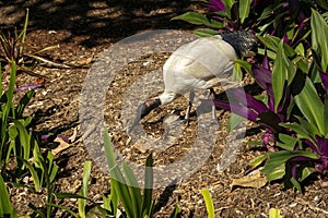 Australian white ibis (threskiornis molucca) fossicking in a mulched garden photo