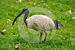 Australian white ibis Threskiornis molucca photo