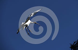 Australian White Ibis (Threskiornis molucca) landing on a tree