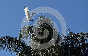 Australian White Ibis (Threskiornis molucca) landing on a tree