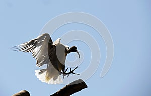 Australian white ibis (Threskiornis molucca) landing on a wooden stand