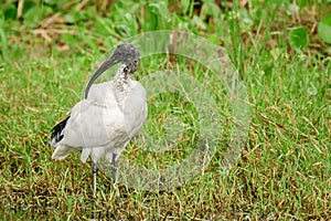 Australian white ibis (Threskiornis molucca) a large bird with a black head and white plumage, the animal stands photo