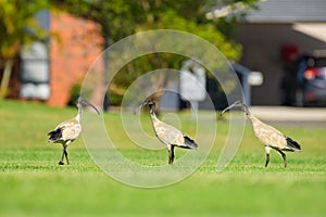 Australian white ibis (Threskiornis molucca) a large bird with a black head and white plumage, the animal walks photo