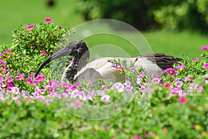 Australian white ibis (Threskiornis molucca) a large bird with a black head and white plumage