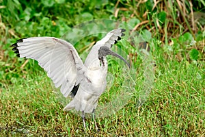 Australian white ibis (Threskiornis molucca) a large bird with a black head and white plumage, the animal stands