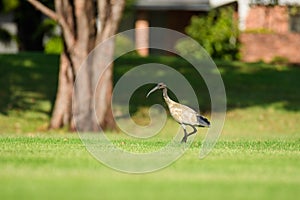 Australian white ibis (Threskiornis molucca) a large bird with a black head and white plumage, the animal walks