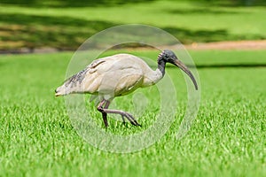Australian white ibis (Threskiornis molucca) a large bird with a black head and white plumage, the animal walks