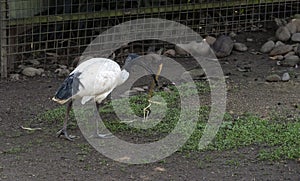 Australian White Ibis (Threskiornis molucca) with nesting material