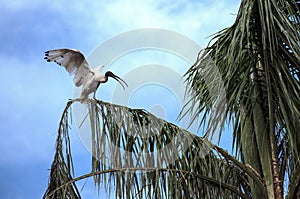 An Australian White Ibis (Threskiornis molucca) perched on the branch of a tree