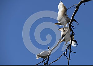 Australian White Ibis (Threskiornis molucca) perched on a dry tree
