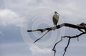 An Australian White Ibis (Threskiornis molucca) perched on a dry tree