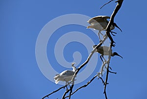 Australian White Ibis (Threskiornis molucca) perched on a dry tree against blue sky