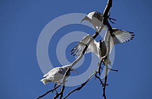 Australian White Ibis (Threskiornis molucca) perched on a dry tree against sky