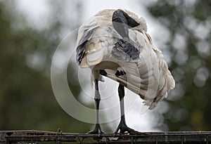 An Australian White Ibis (Threskiornis molucca) perched on a fence in Sydney photo