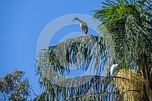 Australian White Ibis (Threskiornis molucca) perched on a tree