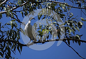 Australian white ibis (Threskiornis molucca) perched on a tree