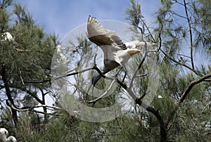 An Australian White Ibis (Threskiornis molucca) perched on a tree