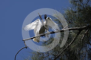 An Australian White Ibis (Threskiornis molucca) perched on a tree