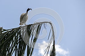 An Australian White Ibis (Threskiornis molucca) perched on a tree